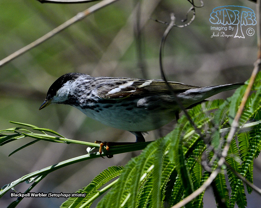 Blackpoll Warbler - Setophaga striata