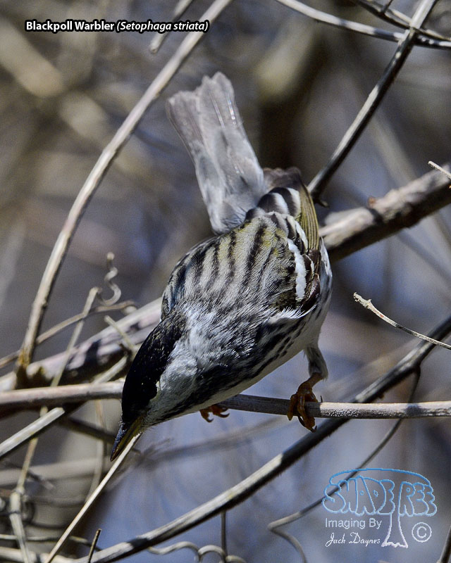 Blackpoll Warbler - Setophaga striata