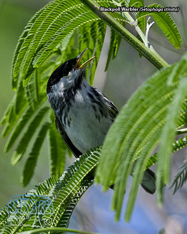 Blackpoll Warbler - Setophaga striata