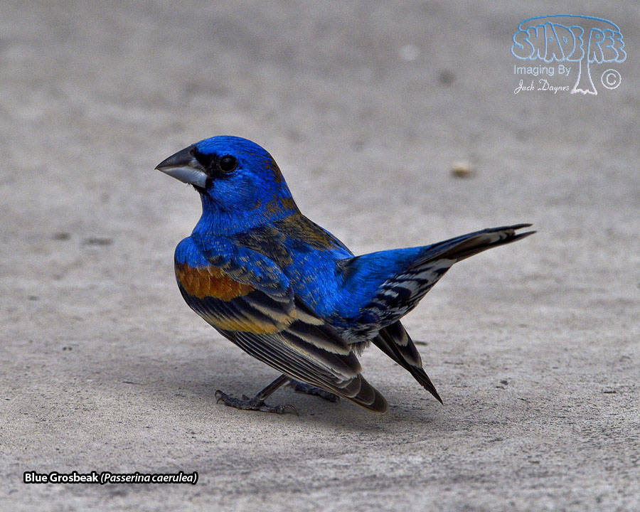 Blue Grosbeak - Passerina caerulea