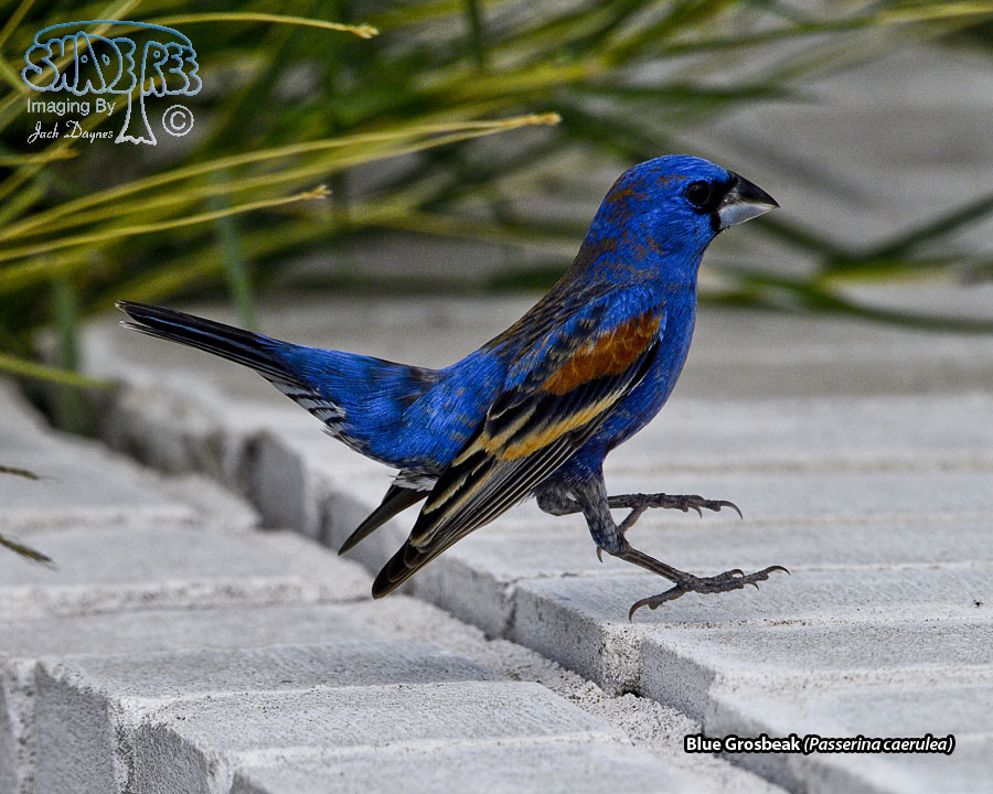 Blue Grosbeak - Passerina caerulea