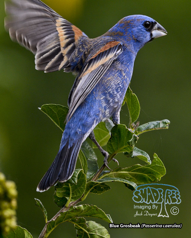 Blue Grosbeak - Passerina caerulea