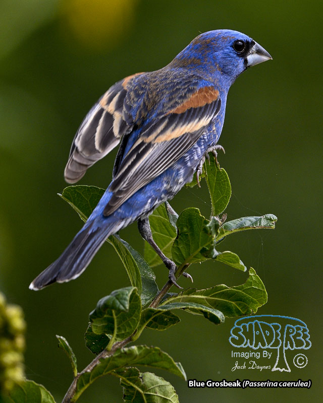 Blue Grosbeak - Passerina caerulea