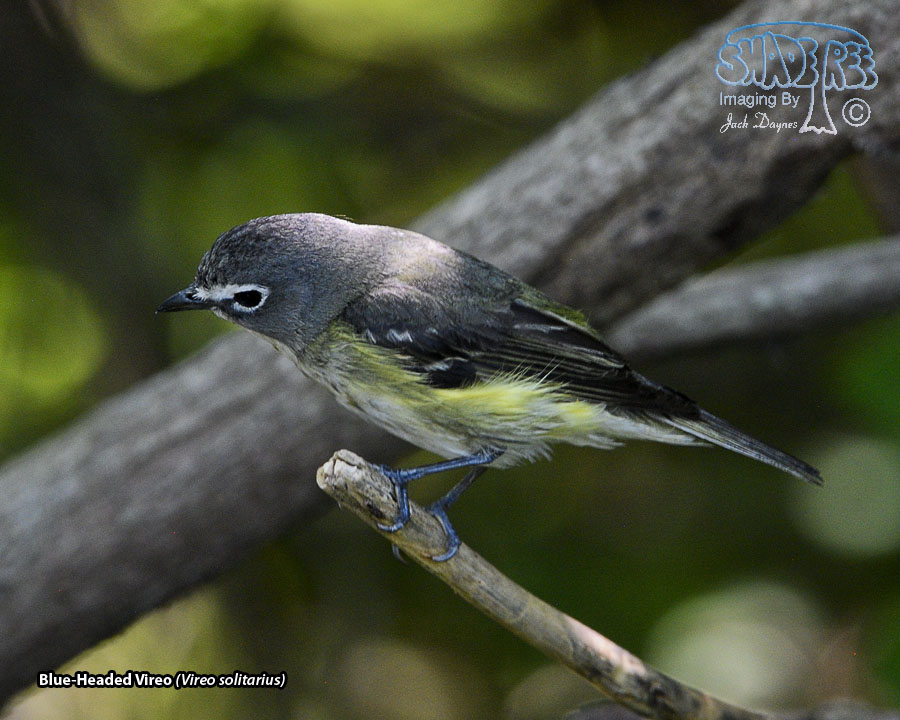 Blue-Headed Vireo - Vireo solitarius