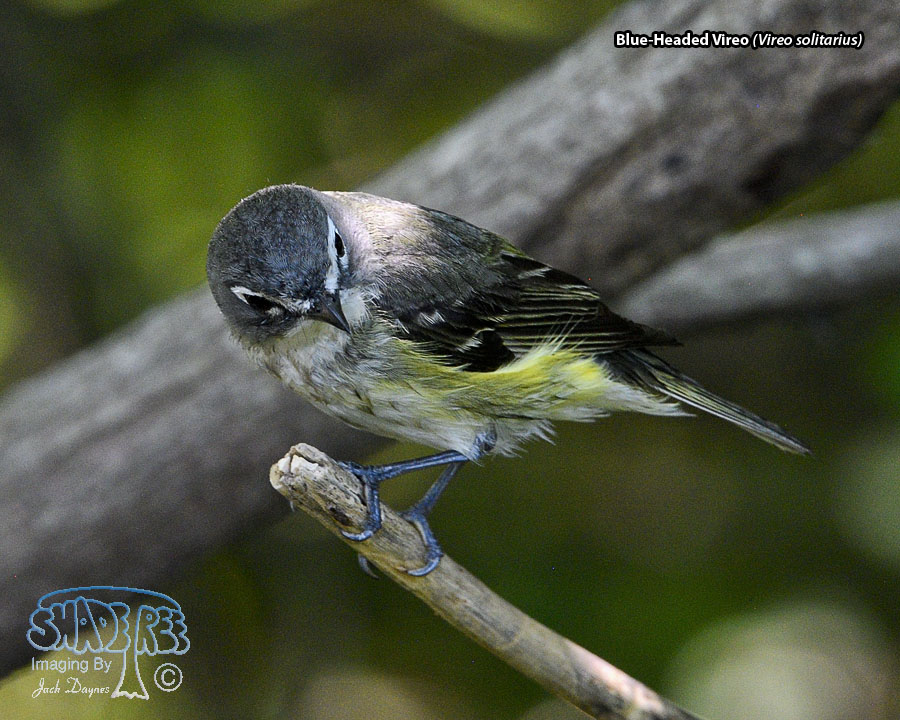 Blue-Headed Vireo - Vireo solitarius