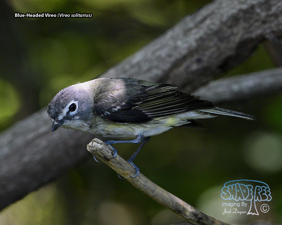 Blue-Headed Vireo - Vireo solitarius