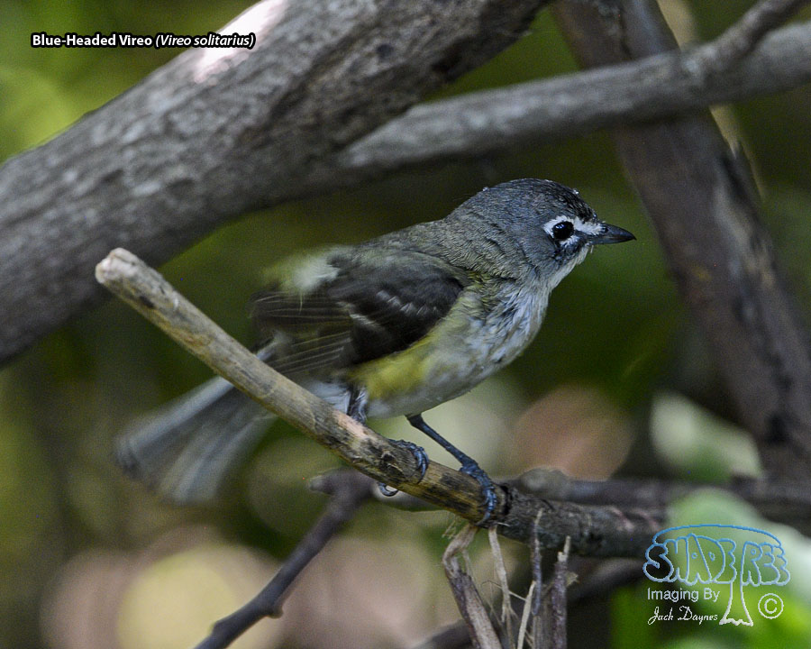 Blue-Headed Vireo - Vireo solitarius