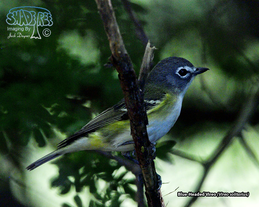 Blue-Headed Vireo - Vireo solitarius