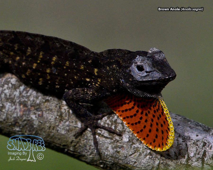 Brown Anole - Anolis sagrei