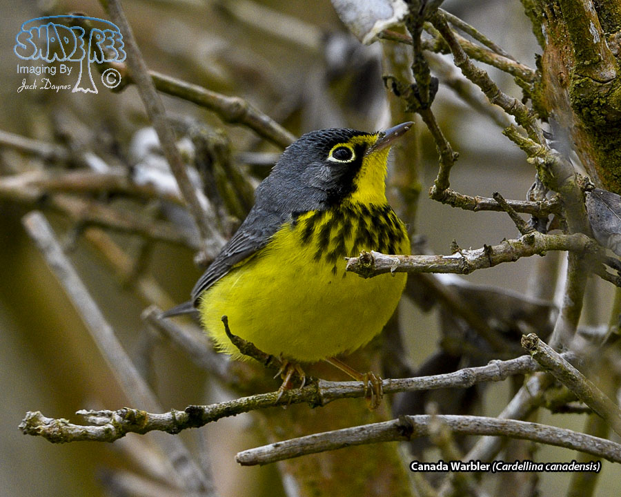 Canada Warbler - Cardellina canadensis