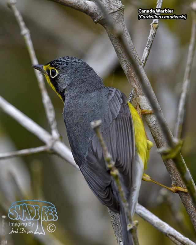 Canada Warbler - Cardellina canadensis