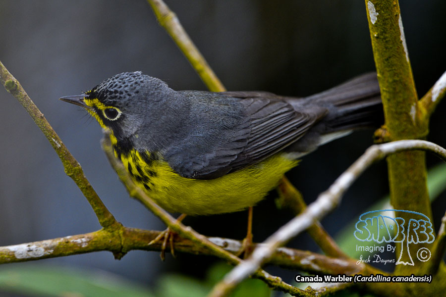 Canada Warbler - Cardellina canadensis