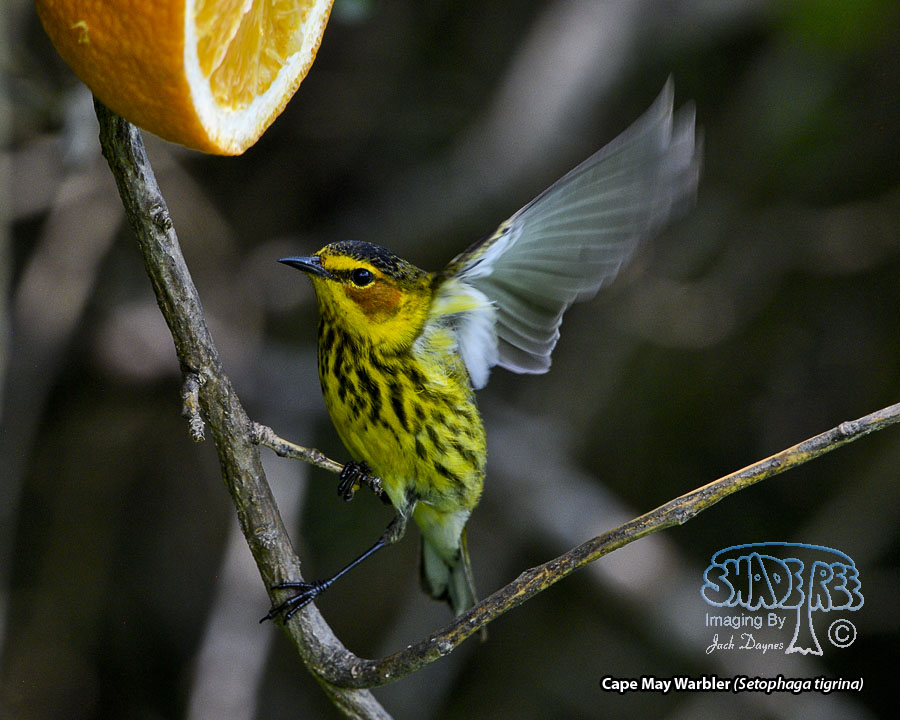 Cape May Warbler - Setophaga tigrina
