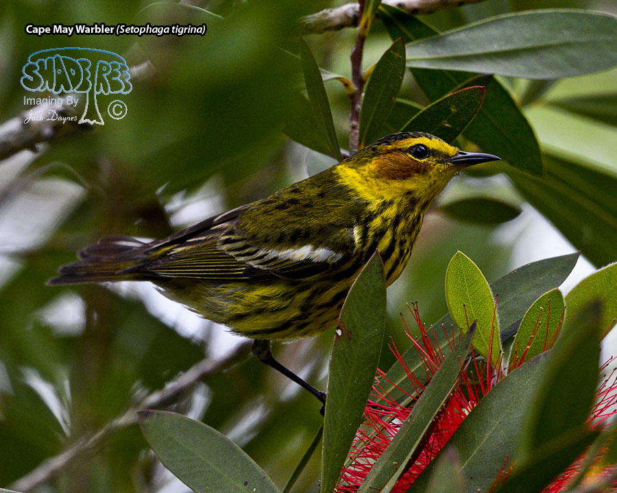 Cape May Warbler - Setophaga tigrina