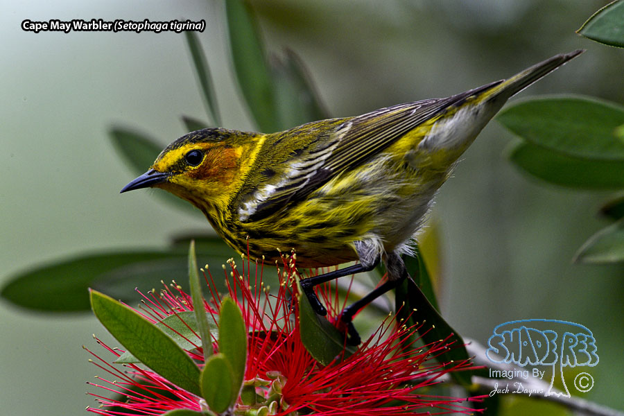 Cape May Warbler - Setophaga tigrina