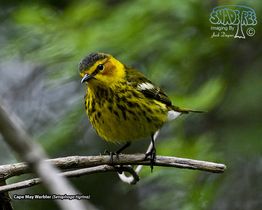 Cape May Warbler - Setophaga tigrina