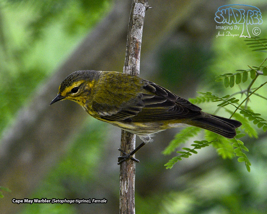 Cape May Warbler - Setophaga tigrina