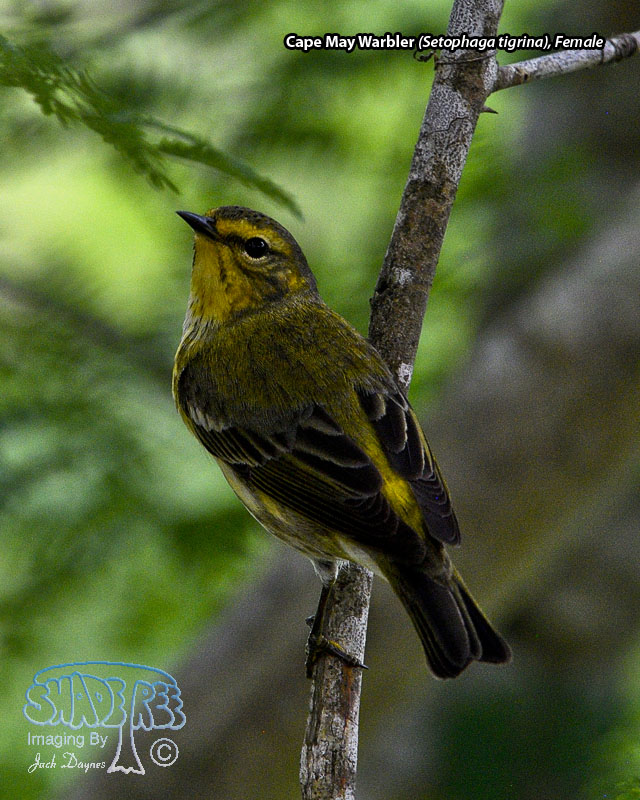 Cape May Warbler - Setophaga tigrina
