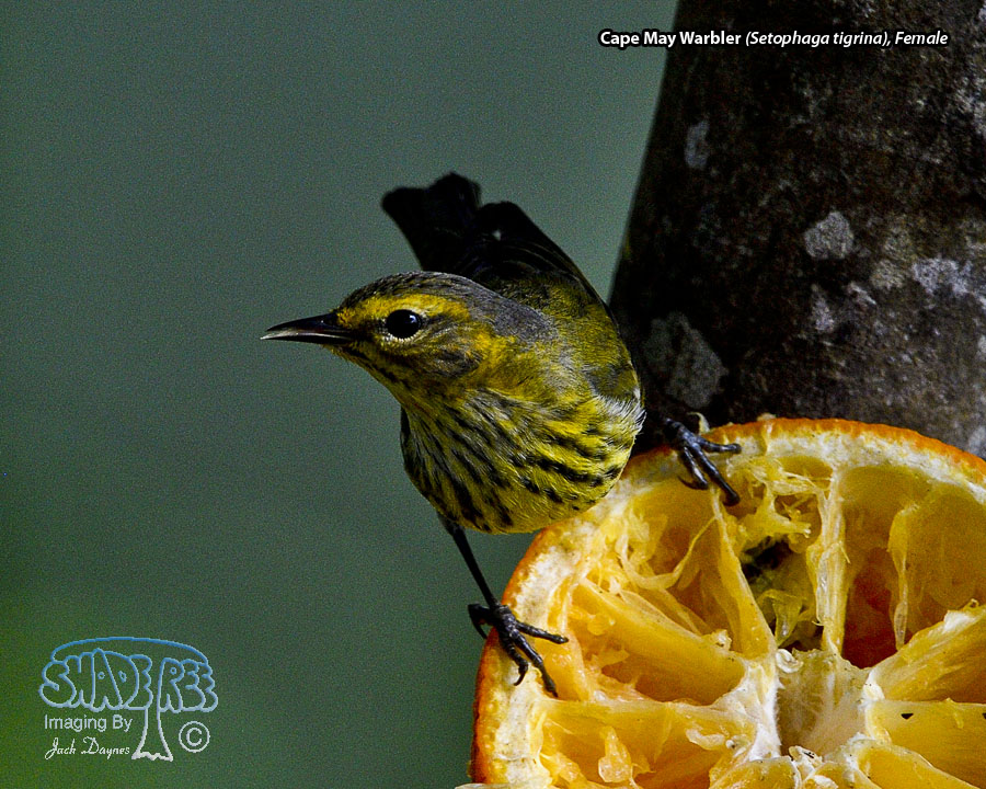 Cape May Warbler - Setophaga tigrina