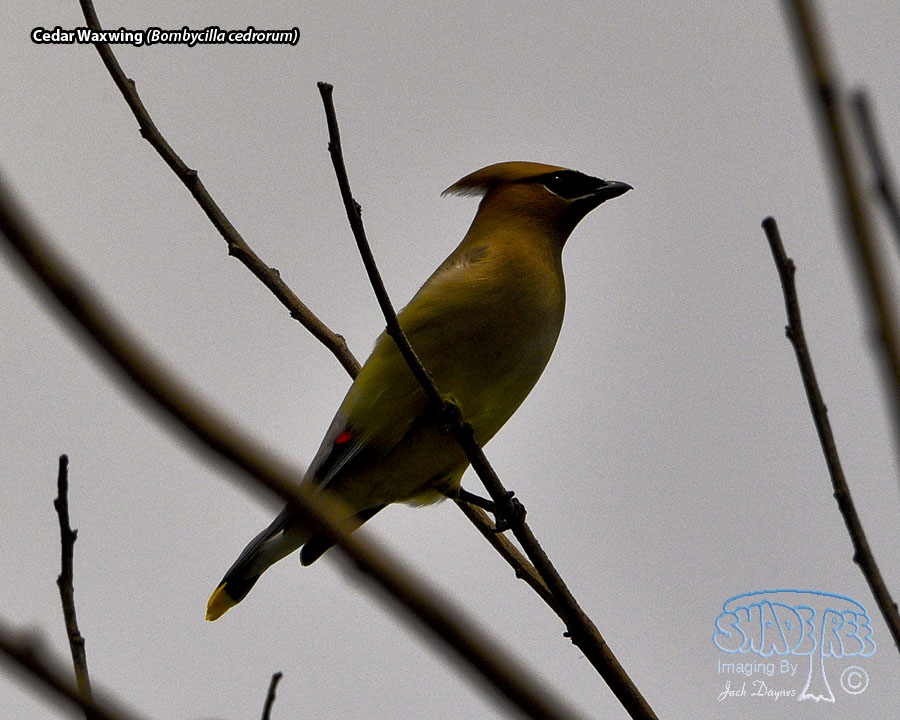 Cedar Waxwing - Bombycilla cedrorum