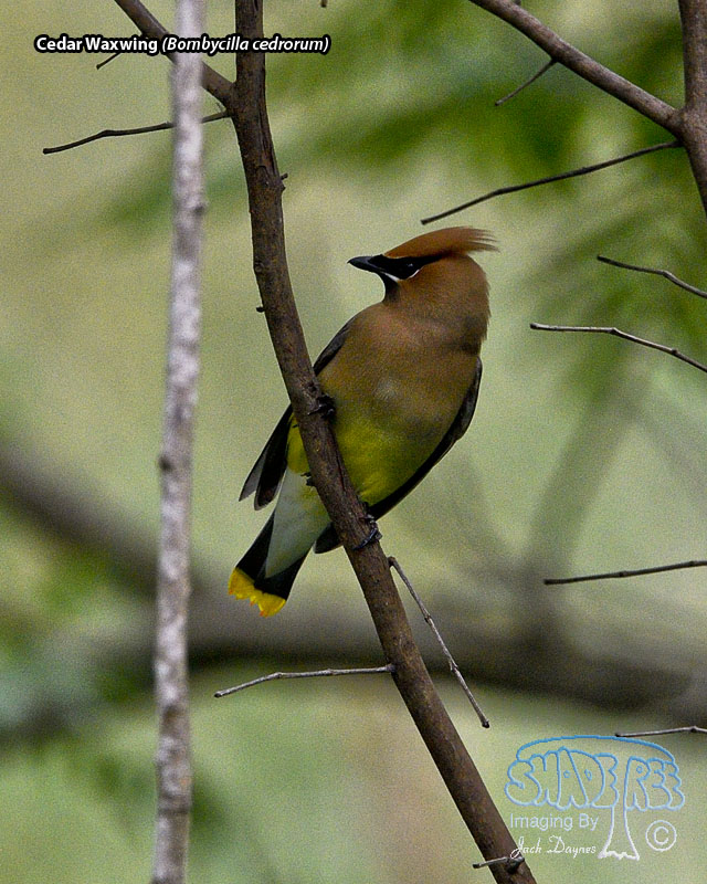 Cedar Waxwing - Bombycilla cedrorum