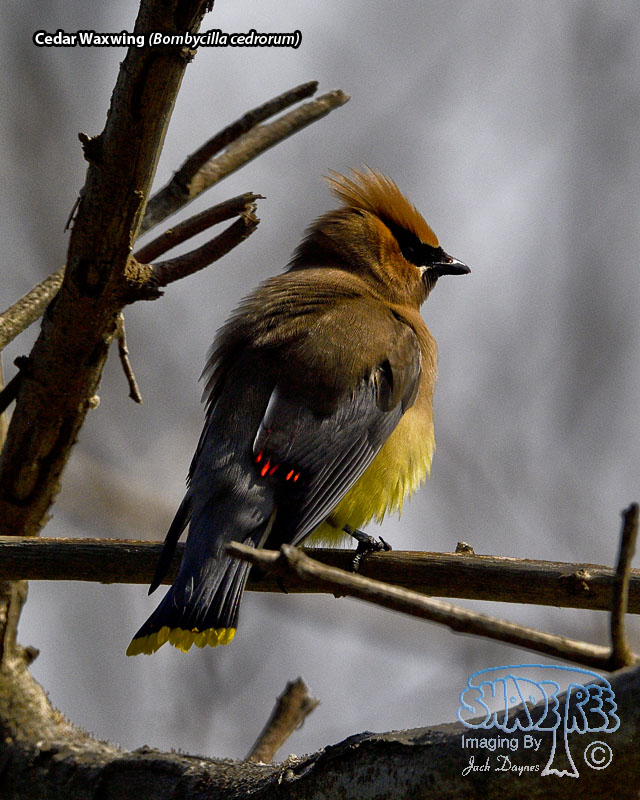 Cedar Waxwing - Bombycilla cedrorum