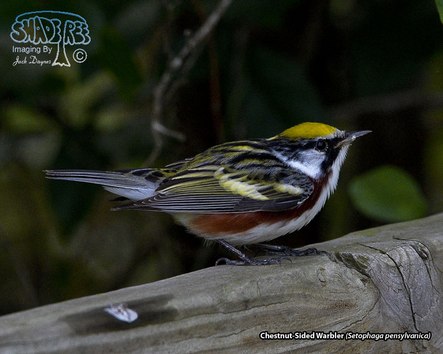 Chestnut-Sided Warbler - Setophaga pensylvanica