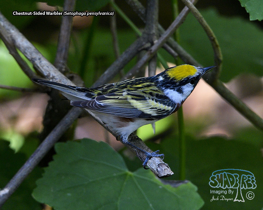 Chestnut-Sided Warbler - Setophaga pensylvanica
