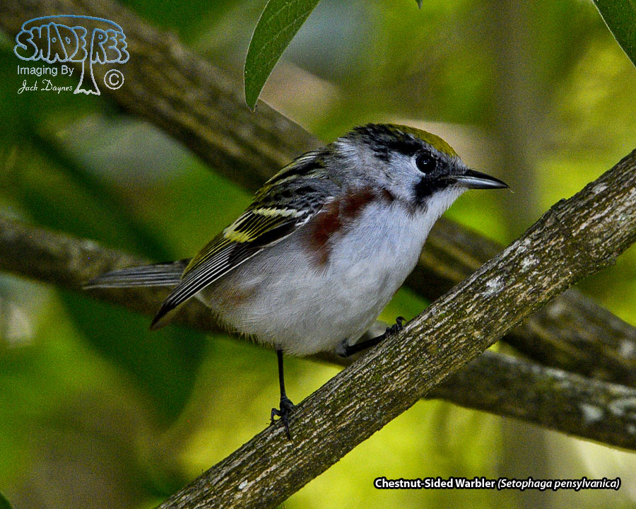 Chestnut-Sided Warbler - Setophaga pensylvanica