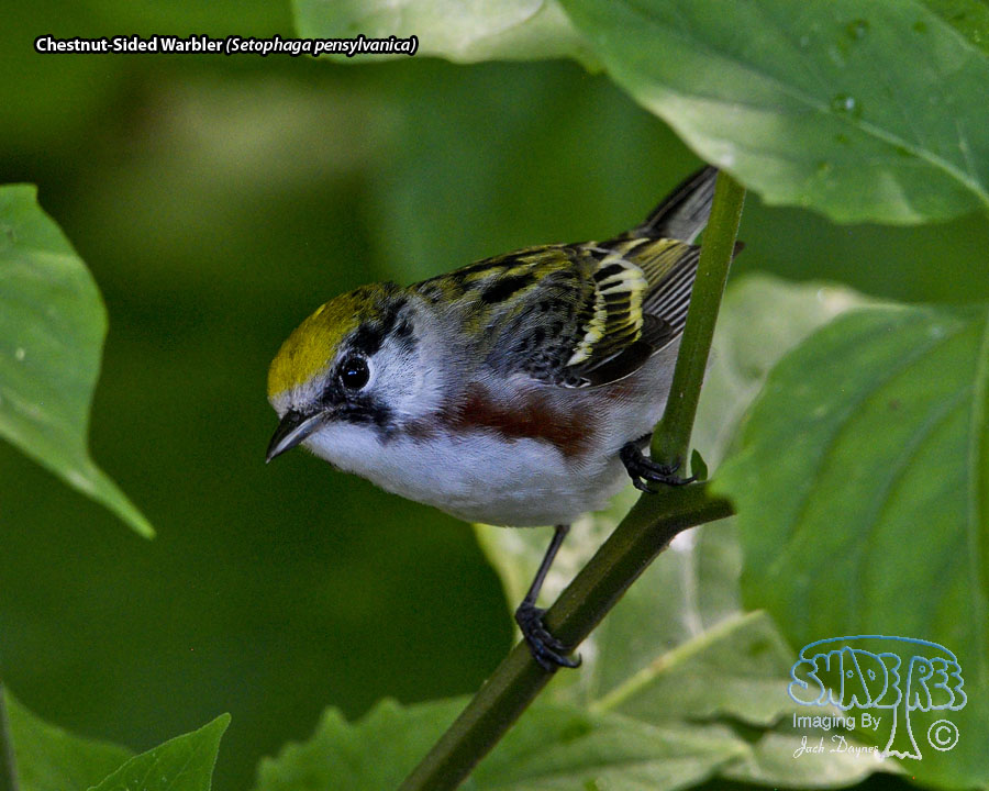 Chestnut-Sided Warbler - Setophaga pensylvanica