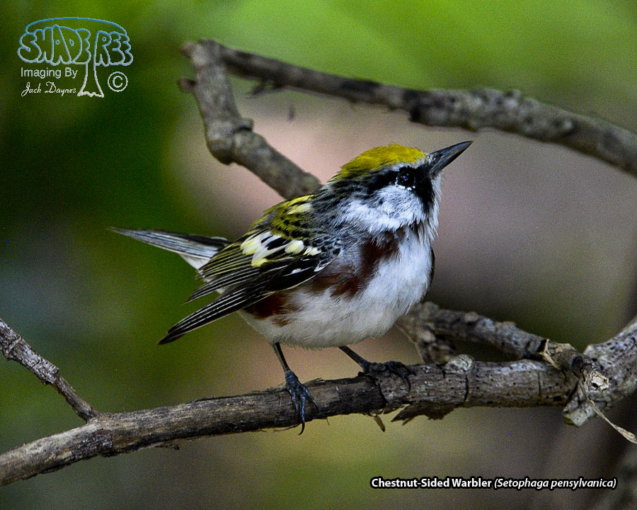 Chestnut-Sided Warbler - Setophaga pensylvanica