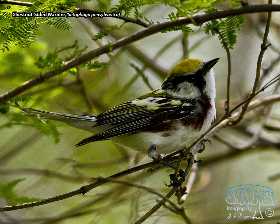 Chestnut-Sided Warbler - Setophaga pensylvanica