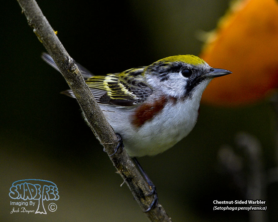 Chestnut-Sided Warbler - Setophaga pensylvanica