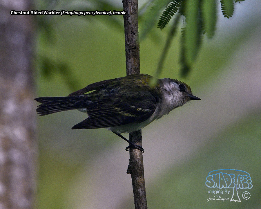 Chestnut-Sided Warbler - Setophaga pensylvanica