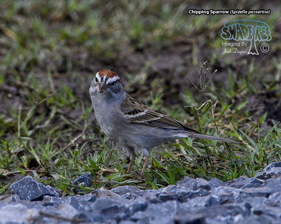 Chipping Sparrow - Spizella passerina