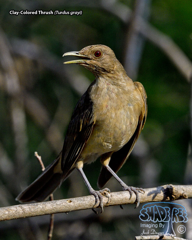 Clay-Colored Thrush - Turdus grayi