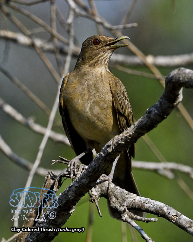 Clay-Colored Thrush - Turdus grayi