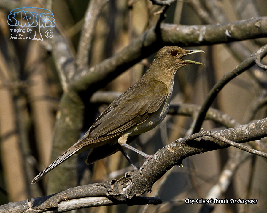 Clay-Colored Thrush - Turdus grayi