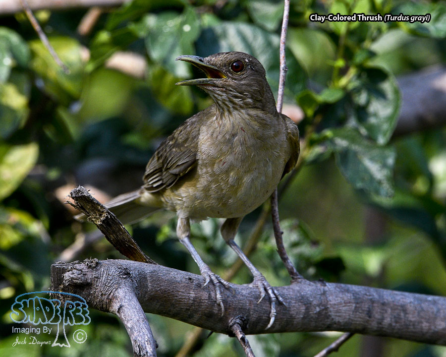 Clay-Colored Thrush - Turdus grayi