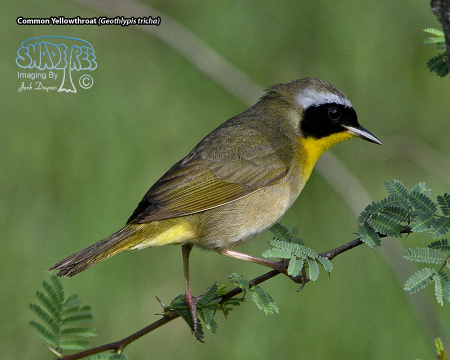 Common Yellowthroat - Geothlypis trichas