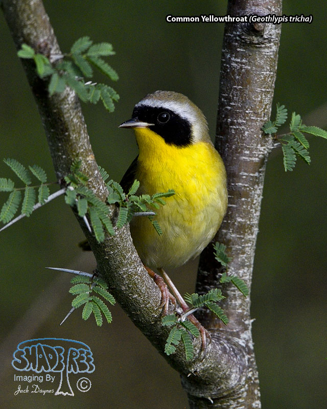 Common Yellowthroat - Geothlypis trichas