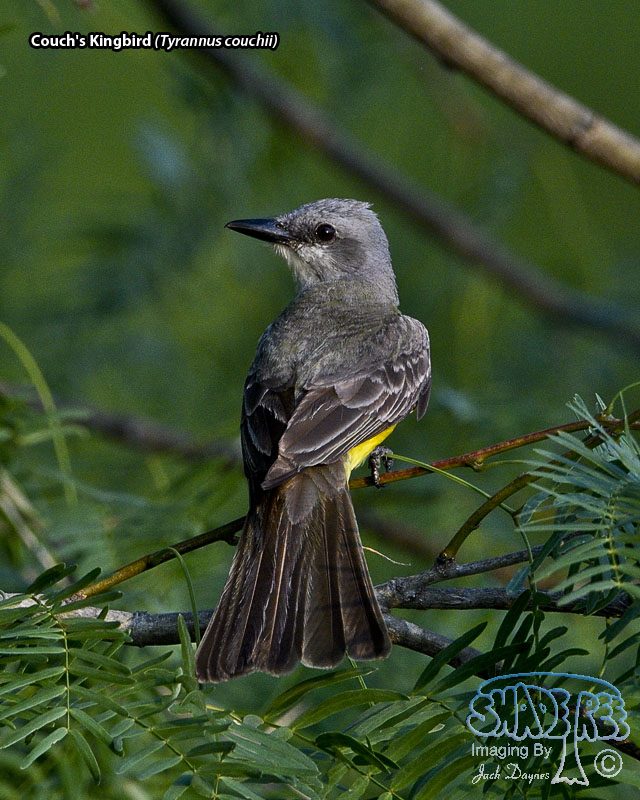 Couch's Kingbird - Tyrannus couchii