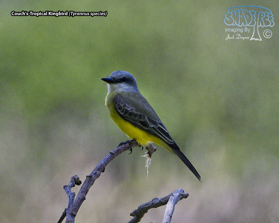 Couch's-Tropical Kingbird - Tyrannus species