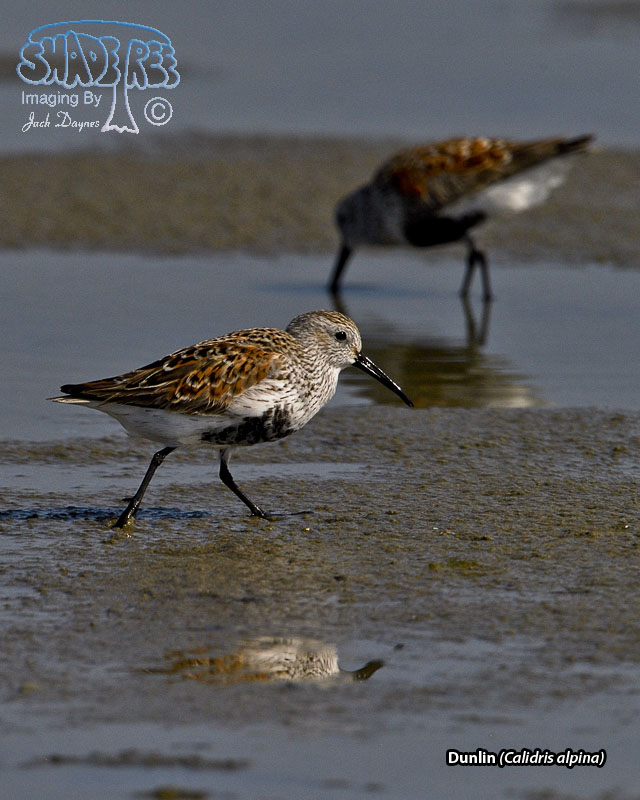 Dunlin - Calidris alpina