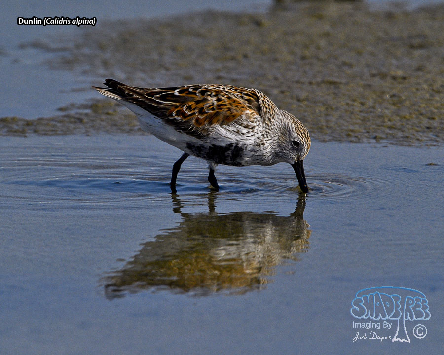Dunlin - Calidris alpina