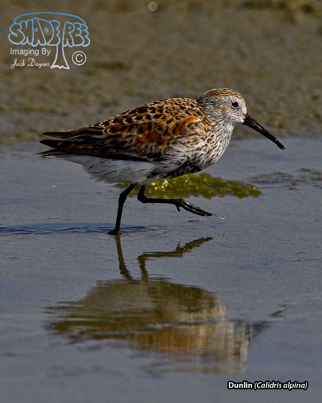 Dunlin - Calidris alpina