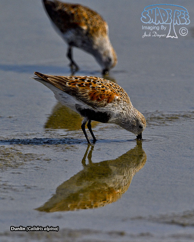 Dunlin - Calidris alpina