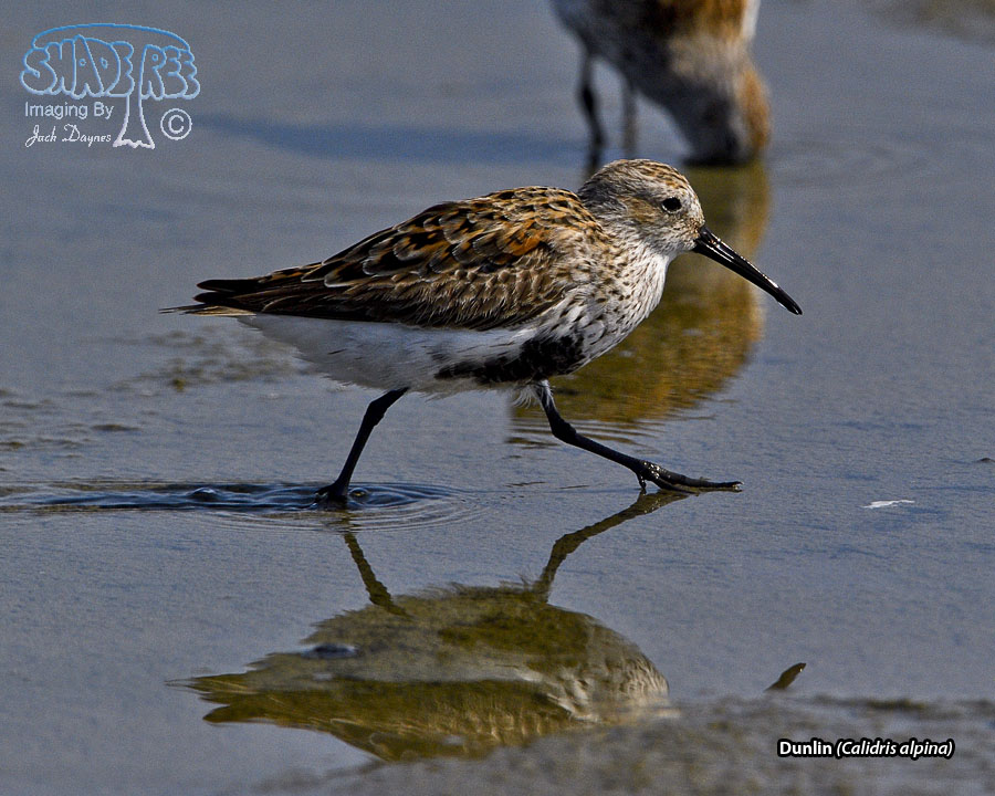 Dunlin - Calidris alpina