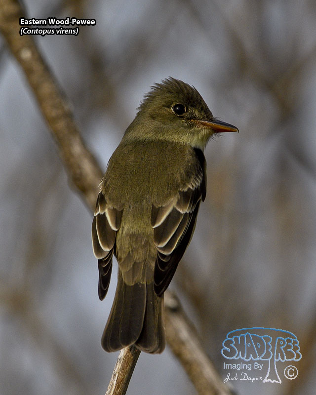 Eastern Wood-Pewee - Contopus virens