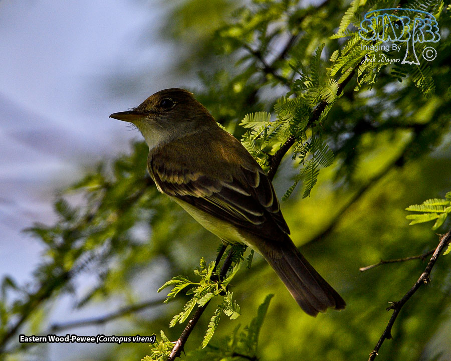 Eastern Wood-Pewee - Contopus virens